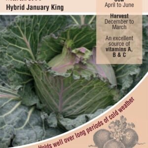 Kings Seeds  Cabbage January King Marabel F1 Seeds