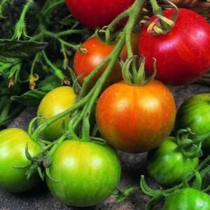 Tomato Tigerella Seeds