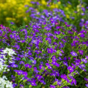 Aubrieta Katie F1 Hybrid - Blue Seeds