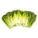 Lettuce Open Heart Cos Auvona RZ Seeds