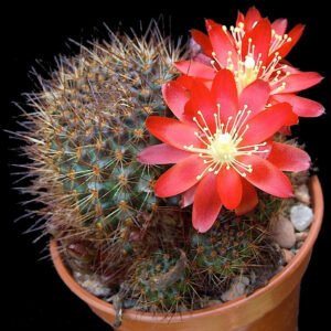 Cactus - Aylostera fulviseta Seeds