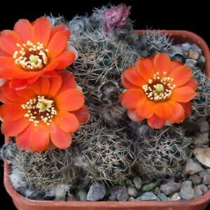 Cactus - Aylostera nigricans Seeds