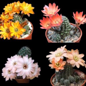 Cactus - Aylostera pygmaea mix Seeds