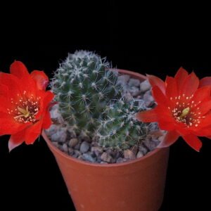 Cactus - Aylostera steinmanni - Mixed Varieties Seeds