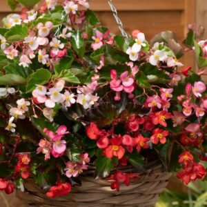 Begonia Hula Mix Seeds