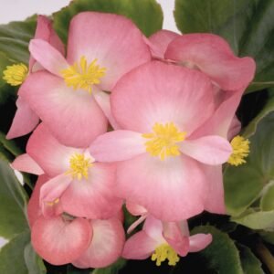 Begonia Heaven Rose Bicolour Seeds