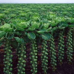 Brussels Sprout Churchill F1 Hybrid Seeds
