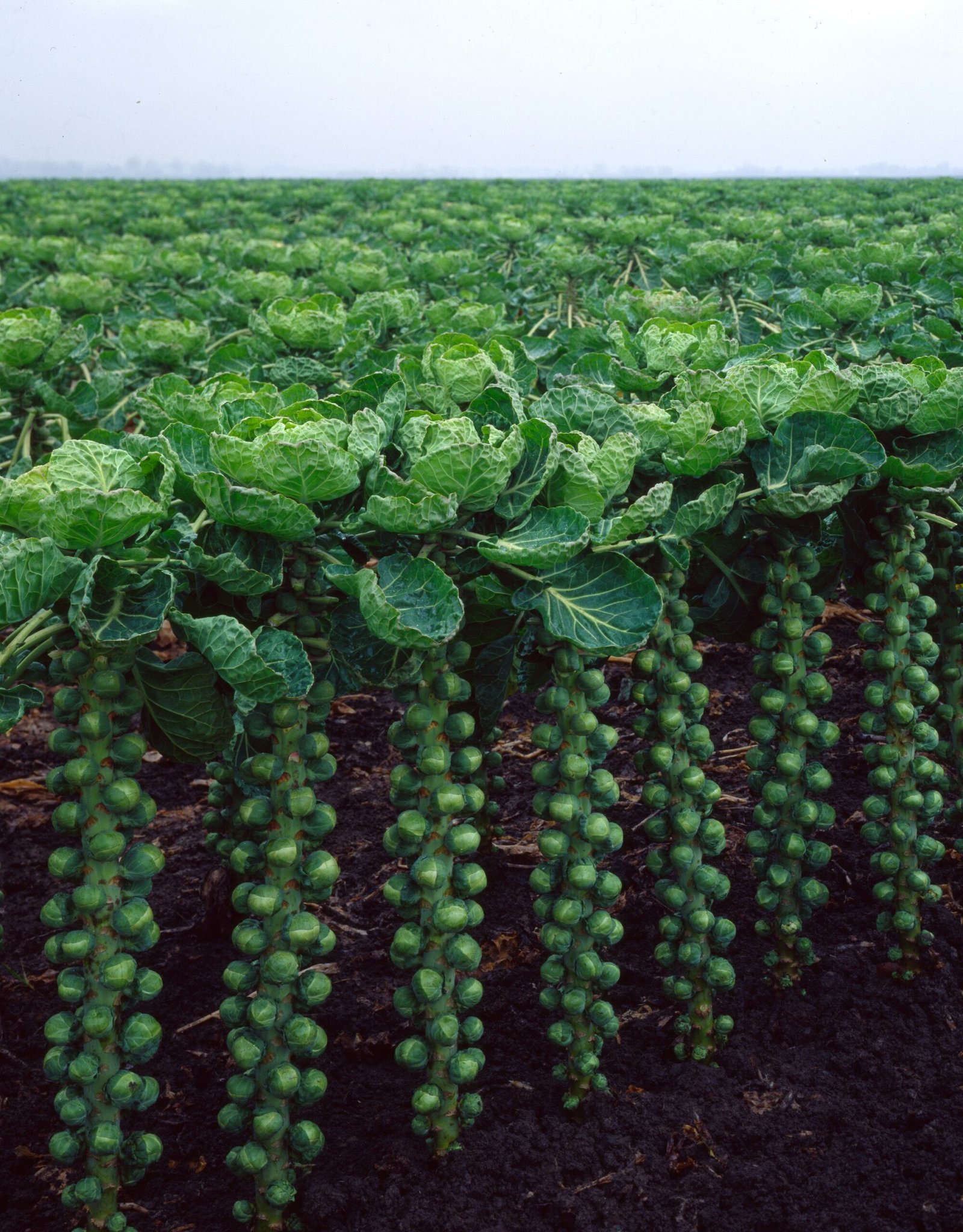 Brussels_Sprouts_Churchill_Vegetable_50618-scaled-1.jpg