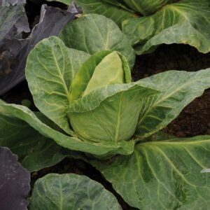 Cabbage Duncan F1 Hybrid Seeds