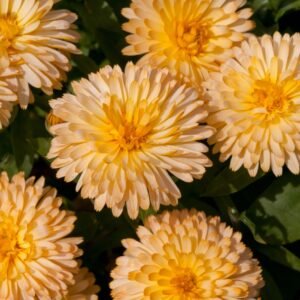 Calendula Officinalis Pot Marigold Apricot Twist Seeds