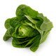 Lettuce Open Heart Cos Catriona RZ Seeds