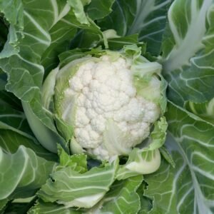 Cauliflower Newlyn  Seeds