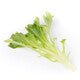 Lettuce Dark Green Incised Chapman RZ Seeds