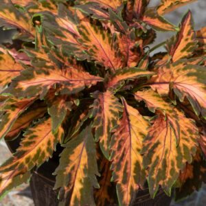 Coleus Coral Candy Seeds