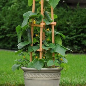 Cucumber Patio Snacker Seeds