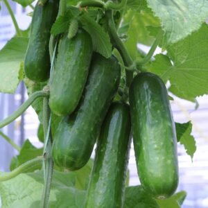 Cucumber Picolino F1 Hybrid Seeds