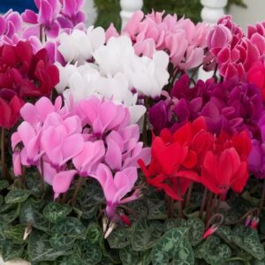 Cyclamen Metis Mix Seeds