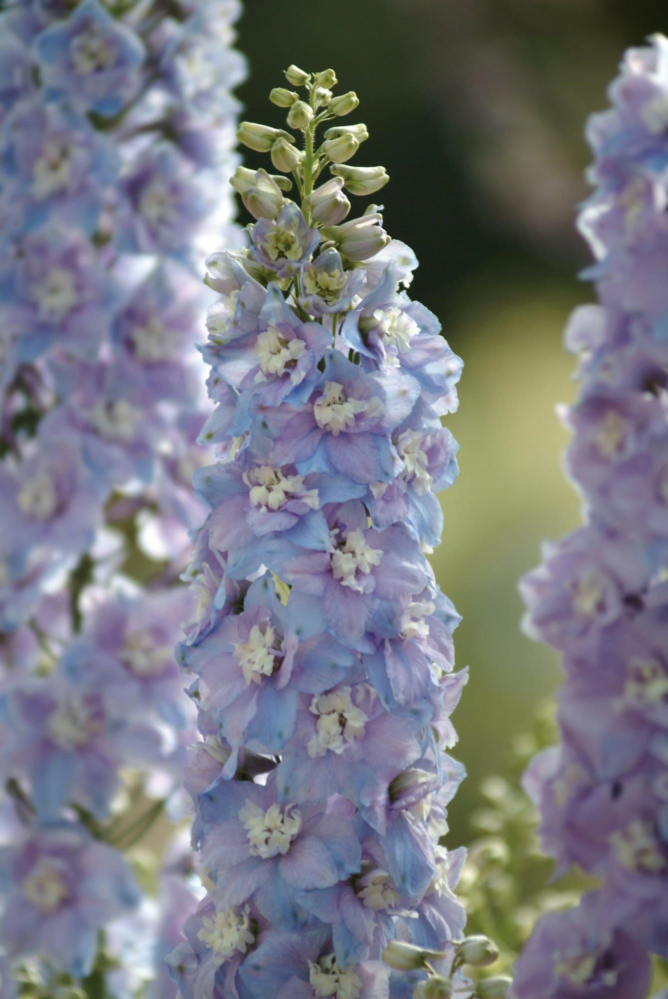 Delphinium_Guardian_Lavender_01_comp_8c561eea-fff8-4c6b-853d-c66847a0cfc1.jpg