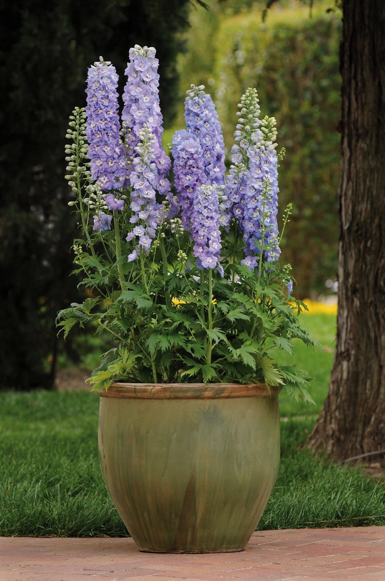 Delphinium_Guardian_Lavender_02_comp_1ce40853-a343-4857-b163-38216bb5bc40.jpg
