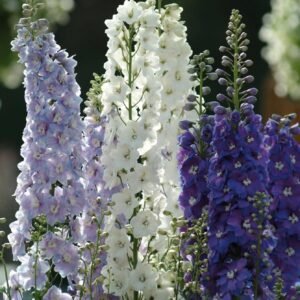 Delphinium Guardian F1 Hybrid Mix Seeds