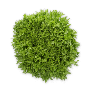 Lettuce Salanova Exframe RZ (79-IN1004) Seeds