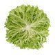Lettuce Blond Incised Excursus RZ Seeds
