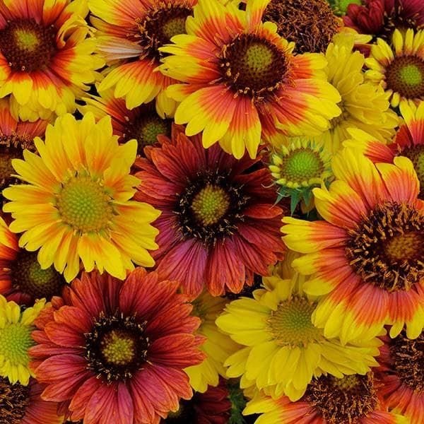 Gaillardia-MesaMixed_comp_6c22454a-4b77-4b02-a862-cd0e2653fea5.jpg