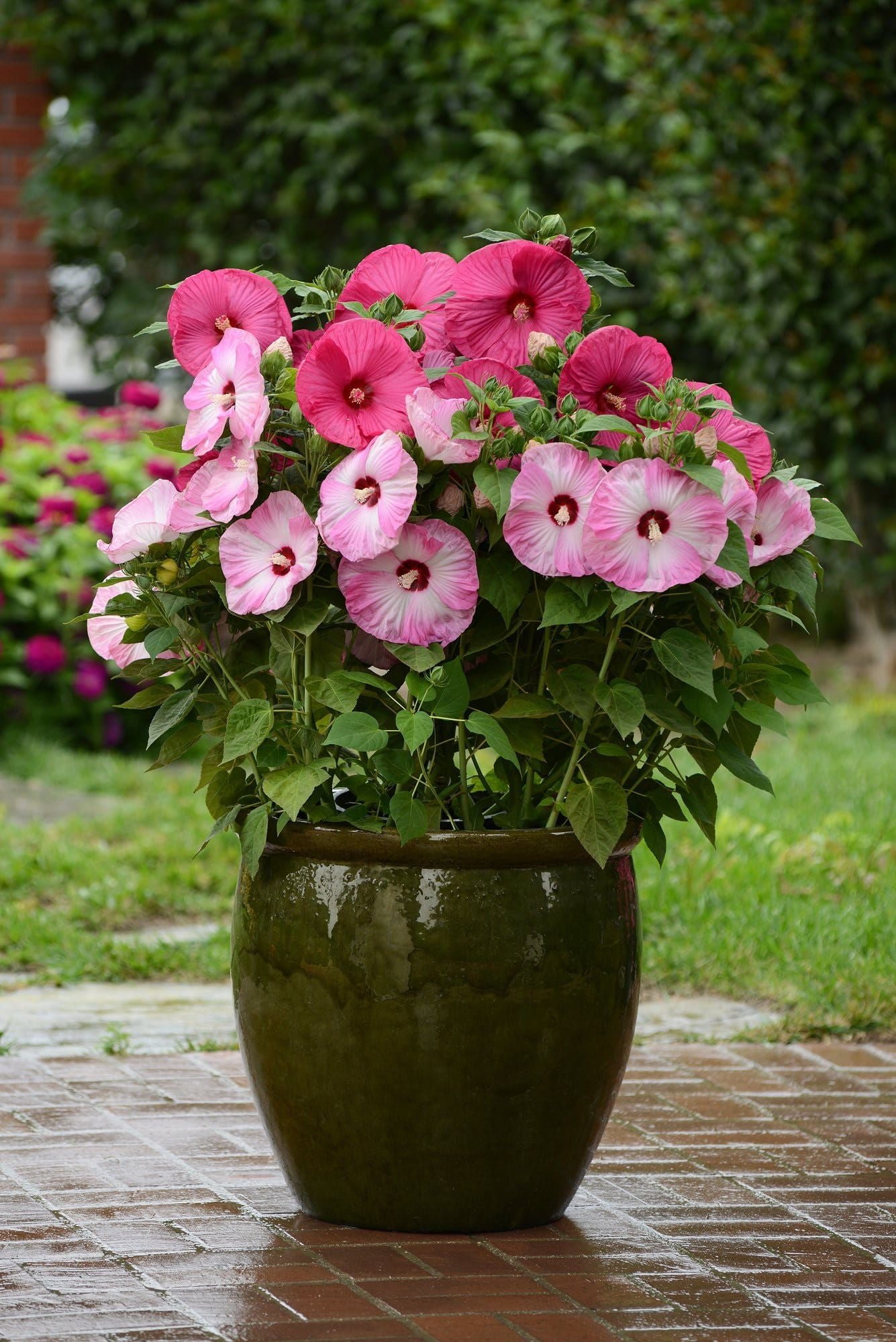 Hibiscus_Luna_comp_007b47f3-49fe-4420-ba4c-68db874d4633.jpg