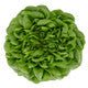 Lettuce Salanova Multi Leaf Hilbert RZ Seeds Hilbert