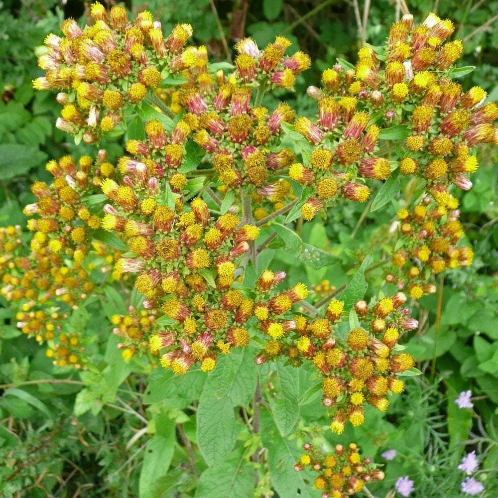 Inula_Conyzae_Ploughman_s_Spikenard_comp_984feada-7f02-4387-806d-412cb4590b3d.jpg