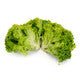 Lettuce Green Leaf Lisboa RZ  - LS11011 Seeds Lisboa