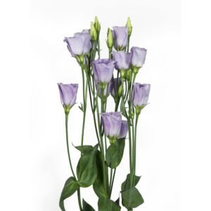 Lisianthus Piccolo Mix F1 Seed