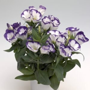 Lisianthus Carmen Mix F1 Seed