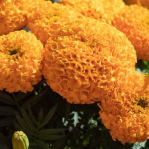 African Marigold Olleya Seeds