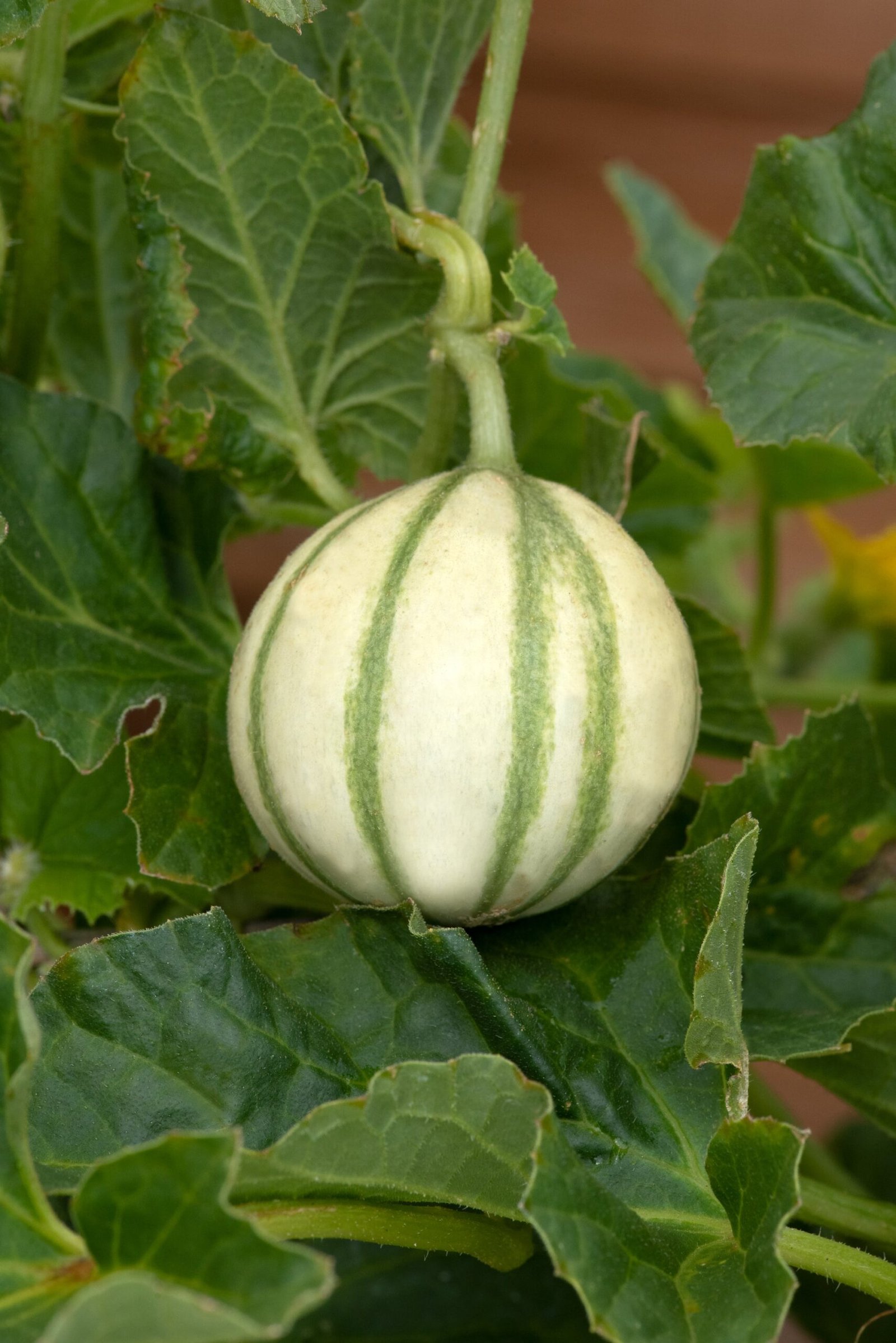 MelonFranceMiniature02-scaled-1.jpg