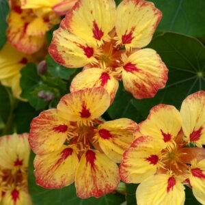 Nasturtium Ice Cream Sundae Seeds