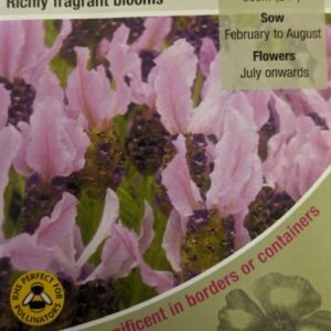 Kings Seeds Lavender Stoechas French Lavender 125 Seed