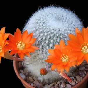 Cactus - Aylostera muscula Seeds