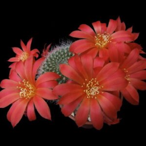 Cactus - Rebutia senilis Seeds