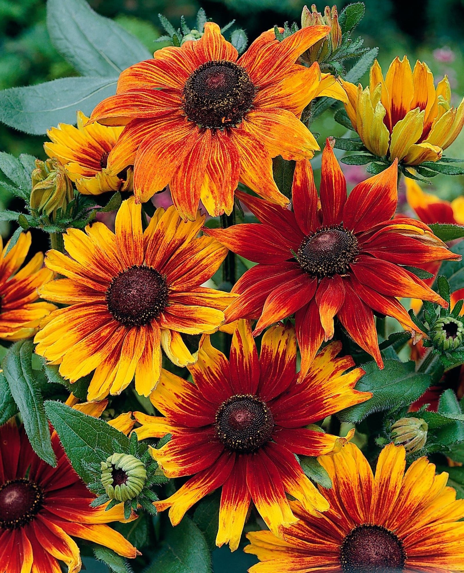 Rudbeckia_Autumn_Colours_01_comp_813135f5-0e9e-4e52-809e-aa0ce9b342ae.jpg