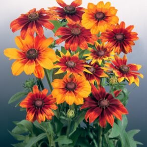 Rudbeckia Autumn Colours Seeds