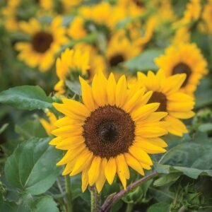 Sunflower Sunray F1 Hybrid Seeds