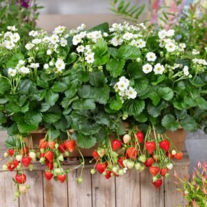 Strawberry Summer Breeze Snow F1 Hybrid Seeds