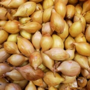 Onion Sets - Stur BC 20