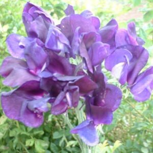 Sweet Pea Flagship Seeds