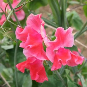 Sweet Pea Spencer Candy King Seeds