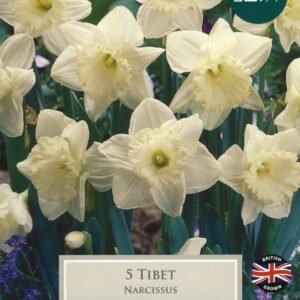 Daffodil - Narcissus Tibet  12/14cm - 5 Bulbs