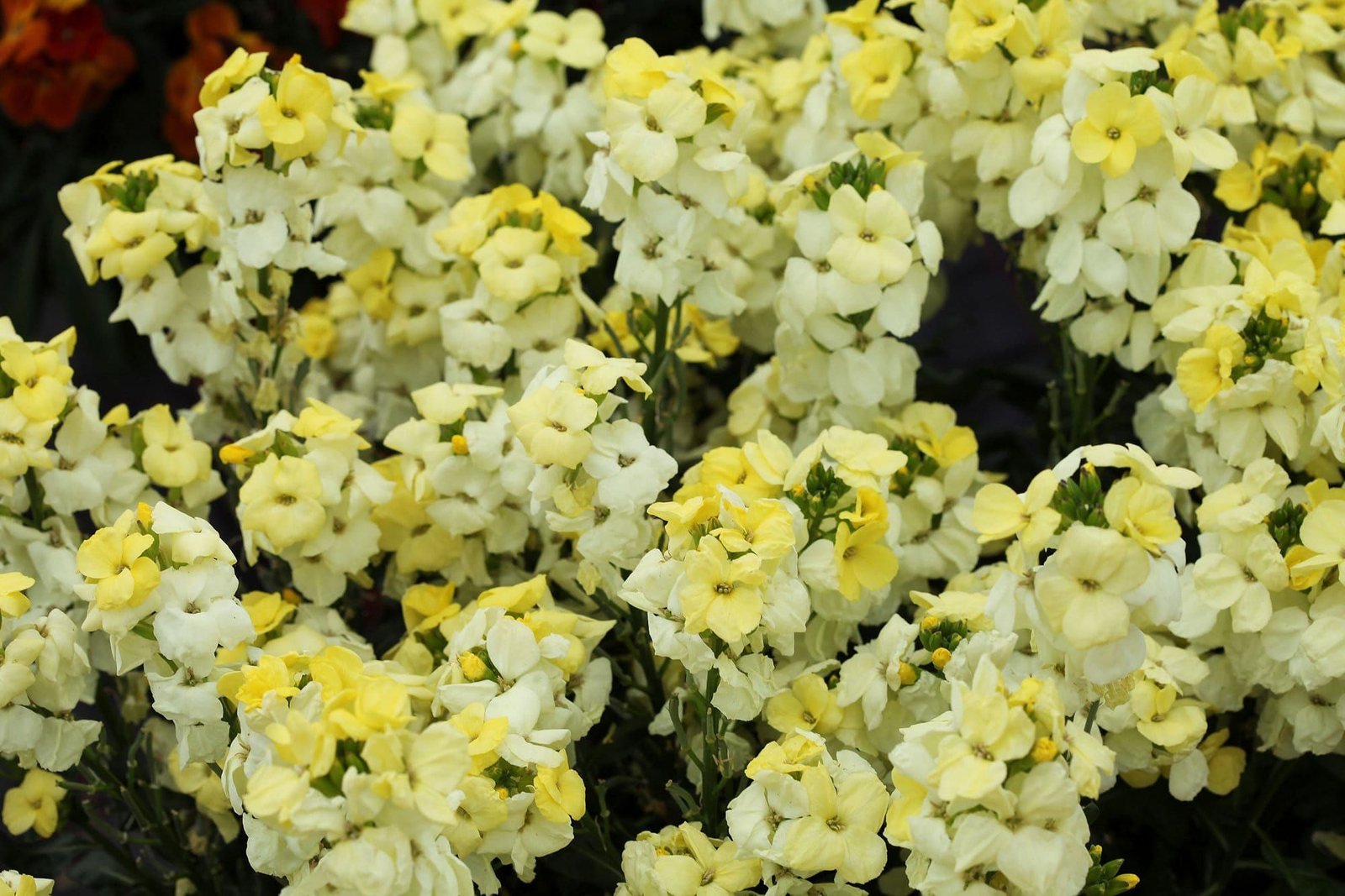 Wallflower_Sugar_Rush_Primrose_comp_8b494007-fe3c-4a68-afb9-f7488a3b4db4.jpg