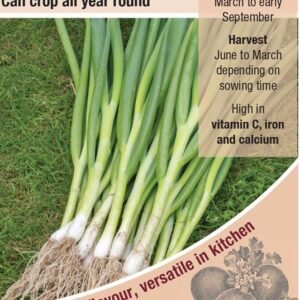 Kings Seeds  Onion Spring Gerda Seeds