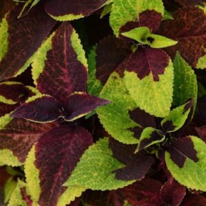 Coleus Pineapple Surprise Seeds